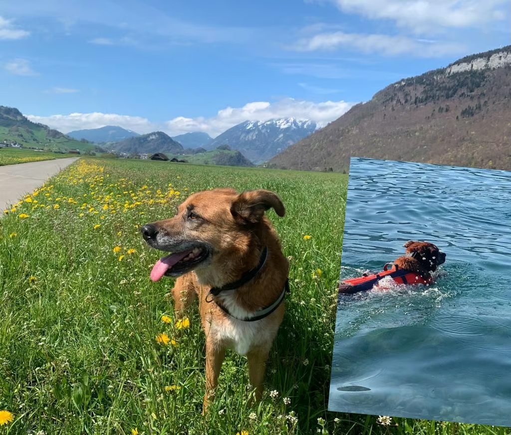 Brownie Hund Schaefermix homöopathie